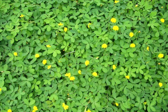 Cỏ đậu phộng. (Ảnh: Cây xanh Lâm Đồng)