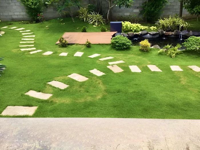 Cỏ nhung nhật. (Ảnh: Mein Garten)
