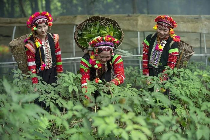 Cây Sâm Lai Châu nếu được "đánh thức" bởi cơ chế đất sử dụng đất kết hợp đa mục đích sẽ tạo ra nguồn lợi lớn dưới tán rừng.