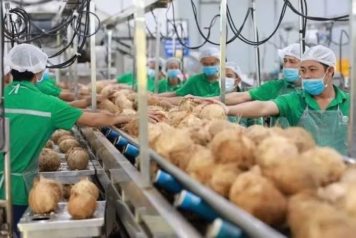 Doanh nghiệp kinh doanh dừa cũng phản ánh có tình trạng "chạy chọt" xin mã số vùng trồng.