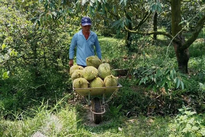 Nông dân thu hoạch sầu riêng.