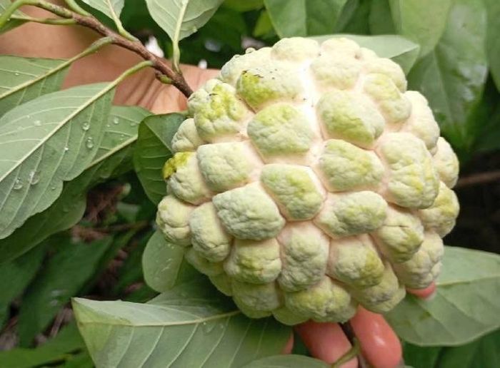 Na - loại quả tốt cho sức khỏe. Ảnh: Hoa Linh.