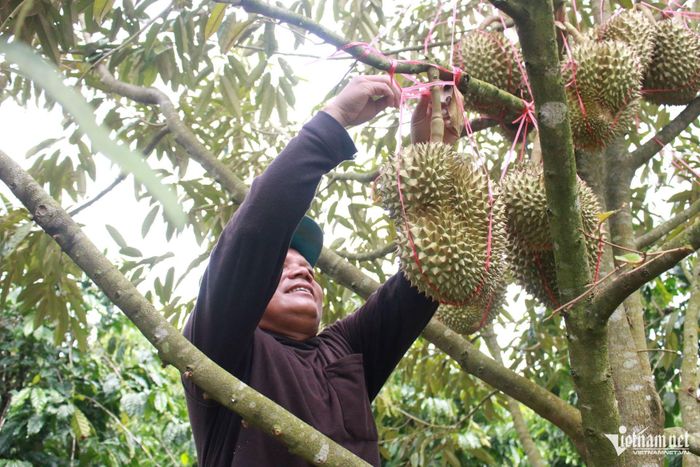 Anh A Đuk cẩn thận buộc dây giữ những quả sầu riêng trong vườn. Ảnh: Ngọc Chí