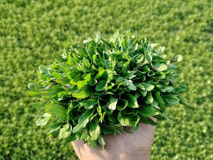 Cỏ lá gừng Thái Lan.