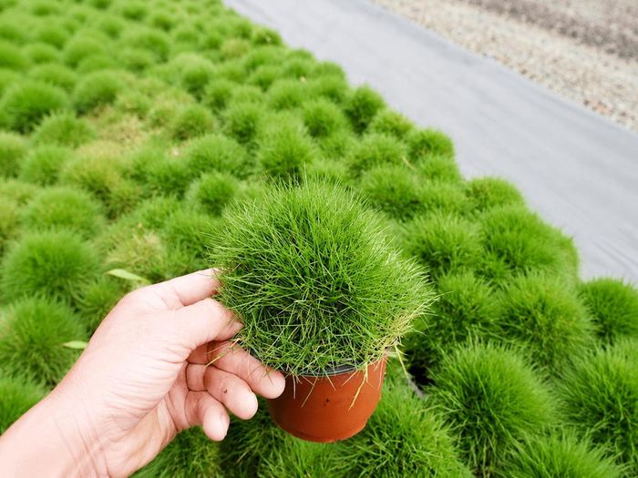 Cỏ lông heo phát triển tốt trong hầu hết các điều kiện môi trường 