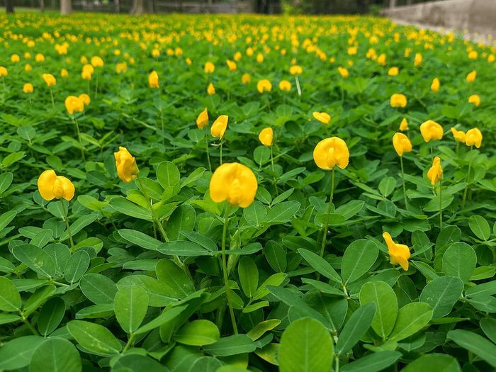 Cỏ đậu phộng là một lựa chọn độc đáo cho cảnh quan sân vườn.