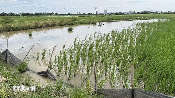 Diện tích lúa tại phường Đông Hòa (Đắk Lắk) bị hư hại do ngập úng và chuột cắn phá. (Ảnh: Tường Quân/TTXVN)
