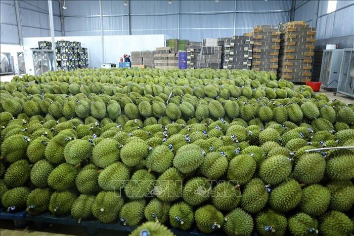 Sầu riêng Đắk Lắk được dán tem, sẵn sàng xuất khẩu. Ảnh: Hoài Thu/TTXVN