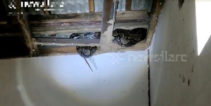 Lính cứu hỏa phá mái nhà, bắt giữ trăn khổng lồ dài 5 mét ẩn náu trên gác mái. Ảnh cắt từ clip nguồn Newsflare.