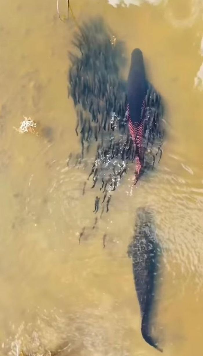 Cặp cá bảo vệ con non trong quá trình vượt sông. Ảnh cắt từ clip/@tigerbilzerian