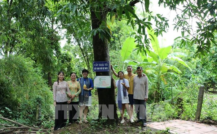 Du khách check in tại cây xoài 80 năm tuổi trên địa bàn xã Mỹ Thọ. Ảnh: Hồng Thái - TTXVN