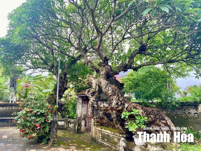 Đôi cây đại cổ thụ ở cổng vào Di tích lịch sử văn hóa Từ đường họ Mai trên địa bàn xã Biện Thượng