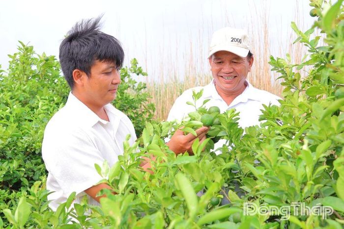 Nông dân xã Mỹ Hiệp ứng dụng khoa học - công nghệ trong chăm sóc vùng chuyên canh chanh, từng bước nâng cao chất lượng sản phẩm và đáp ứng yêu cầu truy xuất nguồn gốc.