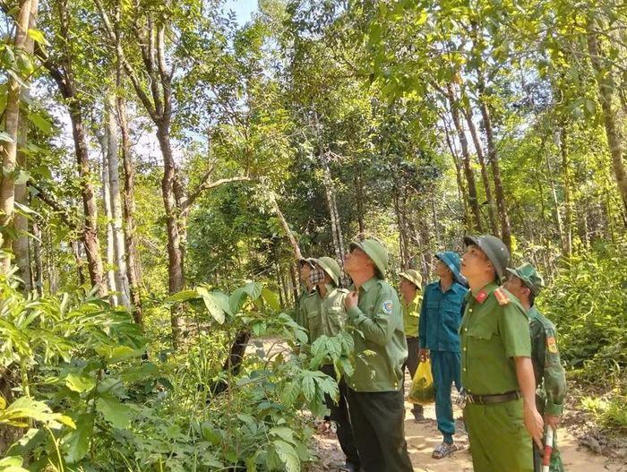 Các lực lượng chức năng của tỉnh cùng phối hợp tuần tra, bảo vệ rừng. Ảnh: M.T 