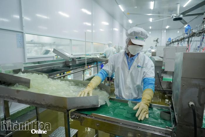 Công ty Cổ phần Thực phẩm Cánh Đồng Việt (phường Bảo An) đầu tư dây chuyền chế biến nha đam hiện đại, từng bước số hóa quy trình sản xuất.