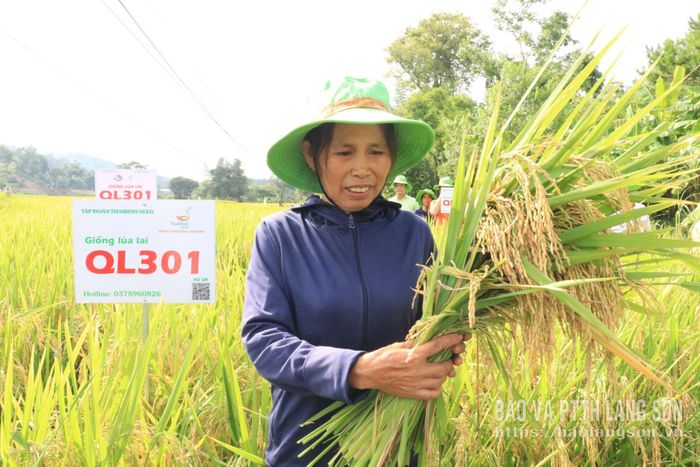 Nông dân thôn Bản Mặn, xã Lộc Bình thu hoạch lúa QL301
