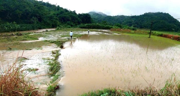Mưa lớn khiến nước suối dâng cao, gây ngập úng cục bộ khoảng 1,8 ha lúa tại các khu vực thấp trũng thuộc các thôn Tòng Chú, Tòng Xành, Tả Hồ và Chu Cang Hồ, xã Cốc San. (Ảnh: Thanh Mai - Trung tâm Dịch vụ tổng hợp xã Cốc San)