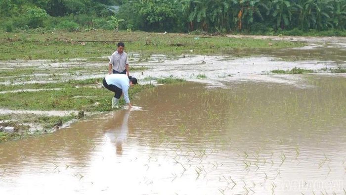Diện tích lúa bị ngập chủ yếu đang trong giai đoạn sinh trưởng, tiềm ẩn nguy cơ ảnh hưởng đến năng suất nếu nước không rút kịp thời. (Ảnh: Thanh Mai - Trung tâm Dịch vụ tổng hợp xã Cốc San)