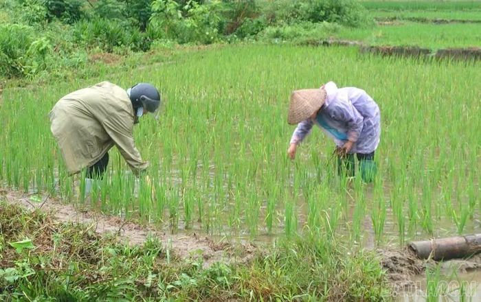 Người dân xã Cốc San nỗ lực khắc phục hậu quả mưa lũ, bảo vệ diện tích lúa đang trong giai đoạn sinh trưởng. (Ảnh: Thanh Mai - Trung tâm Dịch vụ tổng hợp xã Cốc San)