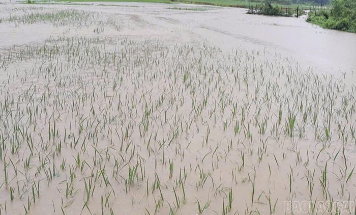Sạt lở đất và ngập úng gây ảnh hưởng đến sản xuất nông nghiệp.