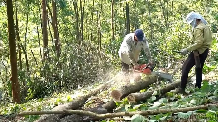 Người dân xã Bảo Ái khai thác rừng trồng sau khi kéo dài chu kỳ kinh doanh, góp phần nâng cao giá trị kinh tế.