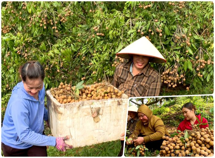Mùa hè là thời điểm người dân xã Xuân Quang bước vào vụ thu hoạch các loại trái cây chủ lực như nhãn, na, vải. Nhờ quy hoạch vùng tập trung, cây ăn quả mang lại hiệu quả kinh tế cao cho địa phương.