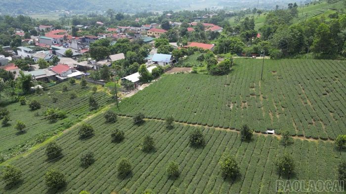 Vùng nguyên liệu chè rộng lớn tại thôn Bản Xá vẫn sinh trưởng xanh tốt, cho năng suất cao nhưng đầu ra lại bấp bênh.