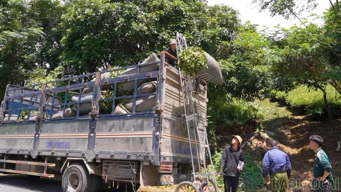 Thiếu cơ sở chế biến, người dân phải bán chè tươi cho thương lái ngay tại chân đồi với giá bấp bênh.