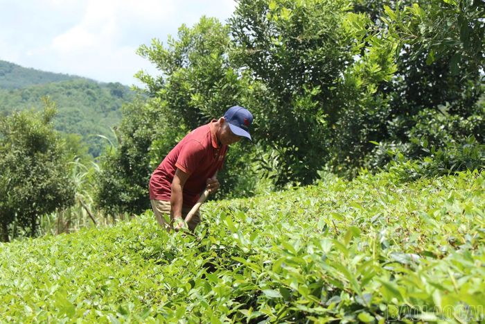 Người dân làm cỏ, chăm sóc mô hình sản xuất chè VietGAP với kỳ vọng mở ra hướng đi bền vững hơn cho cây chè quê hương.