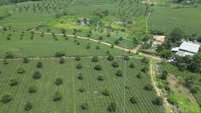 Trồng xen mắc-ca dưới tán chè được xem là giải pháp tạo thêm thu nhập cho người dân.