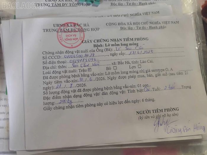 Trâu, bò tiêm phòng được cấp giấy chứng nhận - cơ sở để gia súc được ra chợ giao thương.