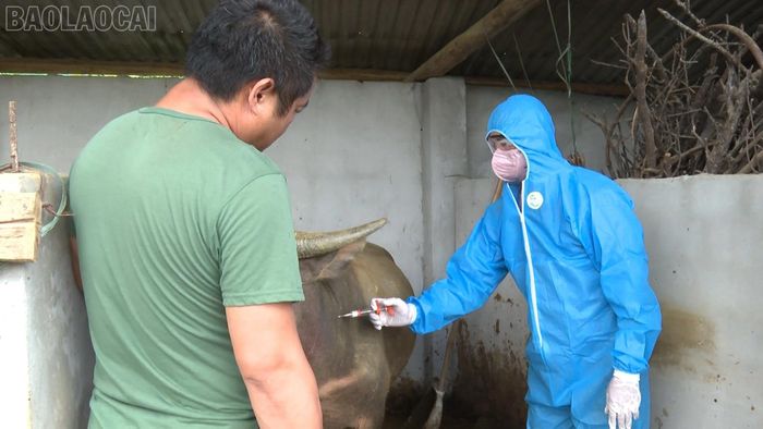 Người dân chủ động phối hợp cùng ngành chức năng thực hiện tiêm vắc-xin đầy đủ cho đàn gia súc.