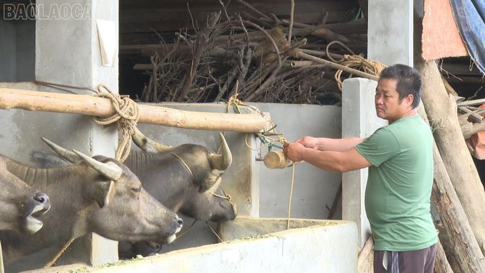 Anh Vàng Văn Dùng đưa trâu về nuôi nhốt, hạn chế người ra vào chuồng trại.