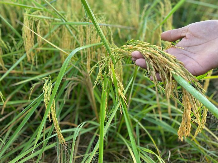 Các giống lúa chất lượng cao được đưa vào sản xuất ngày càng nhiều