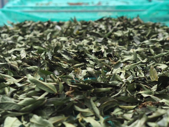 Trà thạch châu hoa vàng sấy héo trong nhà xưởng tại xã Nam Ban Lâm Hà.