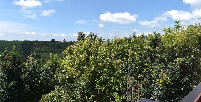 Vùng nguyên liệu trà thạch châu hoa vàng tại xã Nam Ban Lâm Hà