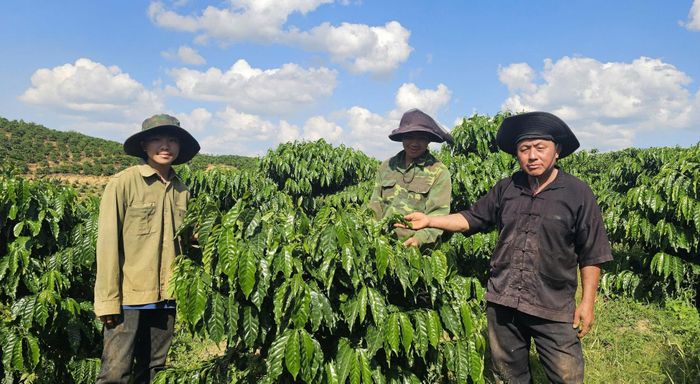 Không chỉ gương mẫu phát triển kinh tế gia đình, ông Giàng Seo Mào còn thường xuyên hướng dẫn con cháu và bà con trong bản áp dụng khoa học kỹ thuật vào sản xuất, nâng cao hiệu quả canh tác cà phê