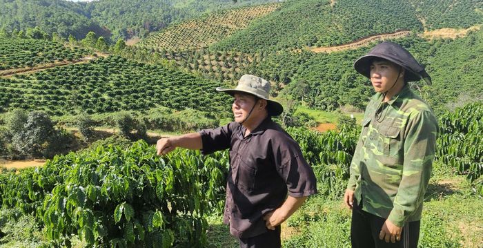 Giữa vườn cà phê xanh ngát, ông Giàng Seo Mào truyền lại kinh nghiệm sản xuất cho con cháu và đã góp phần giúp nhiều hộ đồng bào Mông thay đổi tư duy sản xuất, từng bước vươn lên làm giàu trên vùng đất mới