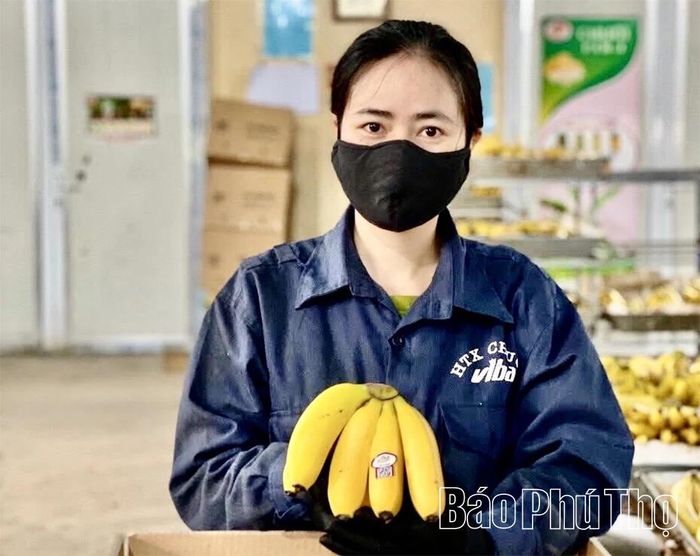 HTX Chuối Viba (xã Lương Sơn) áp dụng công nghệ dấm chín an toàn, sản xuất theo quy trình VietGAP, góp phần hình thành chuỗi giá trị bền vững trong sản xuất và tiêu thụ chuối.