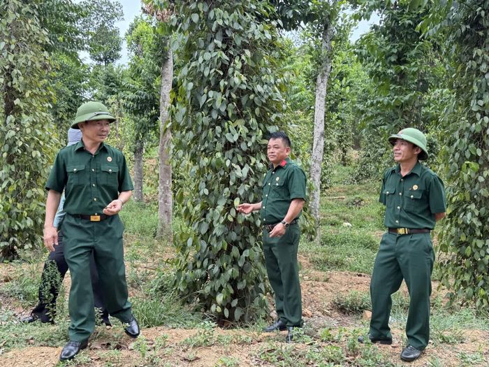 Hồ tiêu một trong những cây trồng mang lại hiệu quả kinh tế khá cao cho gia đình cựu chiến binh Ngô Xuân Dũng (đứng giữa) - Ảnh: Nh.V