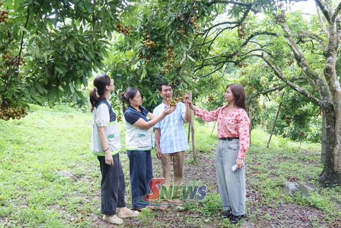 Cán bộ Trung tâm Khuyến nông và Chuyển đổi số tỉnh trao đổi kỹ thuật chăm sóc nhãn với thành viên HTX Dịch vụ nông nghiệp Hưng Lộc, xã Chiềng Khương.
