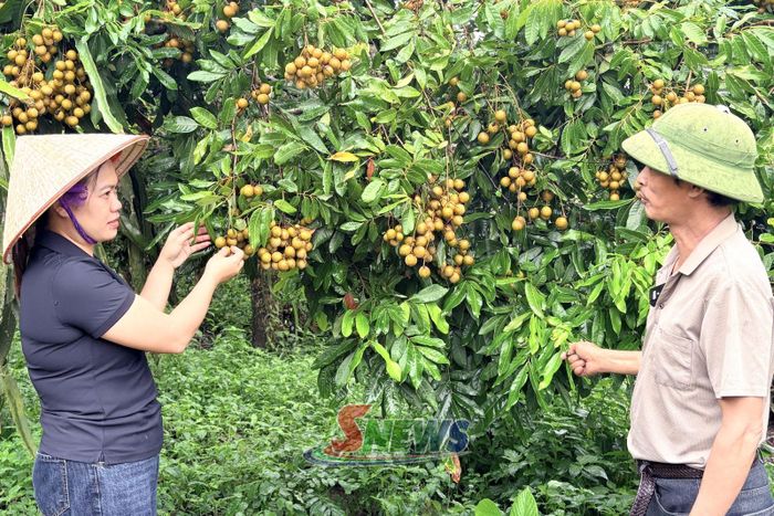 Nông dân xã Sông Mã áp dụng các biện pháp kỹ thuật rải vụ trong chăm sóc nhãn.