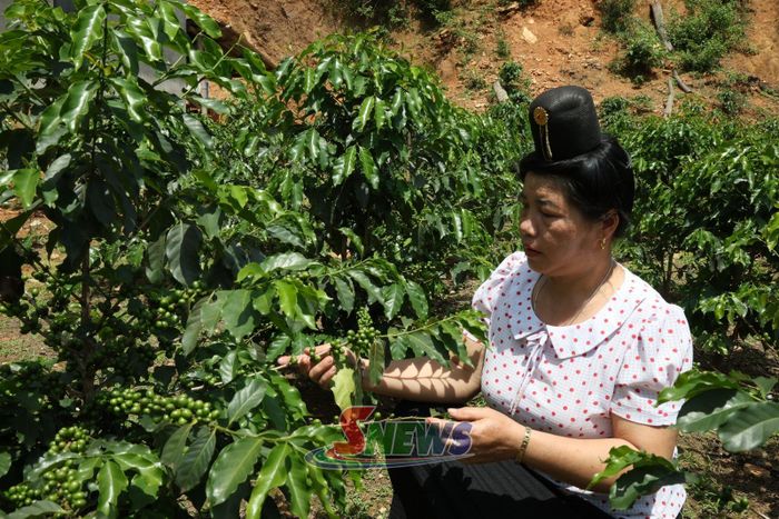 Nông dân bản Mé kiểm tra diện tích cây cà phê.