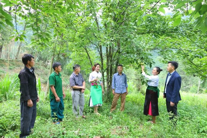 Bí thư Chi bộ trẻ Giàng Thị Mai, xã Lũng Cú (đứng thứ 2 từ phải qua trái) vận động đồng bào Mông chuyển đổi cơ cấu cây trồng, mở rộng diện tích trồng lê chất lượng cao.