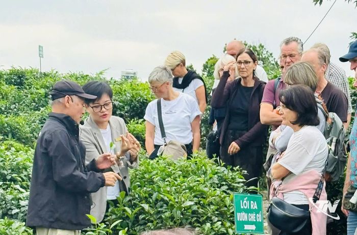 Du khách nước ngoài rất hào hứng với cách hái chè truyền thống.