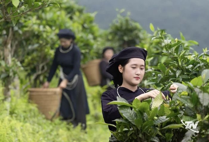 Chè Shan tuyết Đồng Phúc đang được phát triển gắn với bảo tồn và du lịch trải nghiệm.