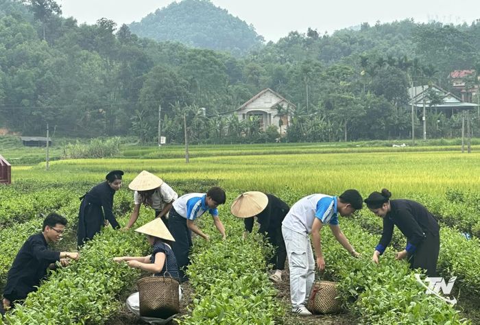 Trải nghiệm hái chè của các lưu học sinh Lào tại xã Hợp Thành.