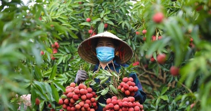 Luật Sở hữu Trí tuệ sửa đổi và các văn bản pháp luật liên quan thúc đẩy chuyển đổi số và đỏi mới sáng tạo.