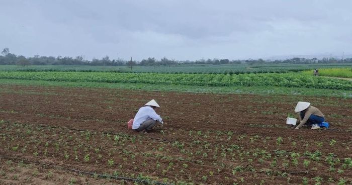 Các HTX ở Gò Nổi phát triển vùng dược liệu gắn với xây dựng thương hiệu và bảo hộ sở hữu trí tuệ, góp phần nâng cao giá trị sản phẩm OCOP.