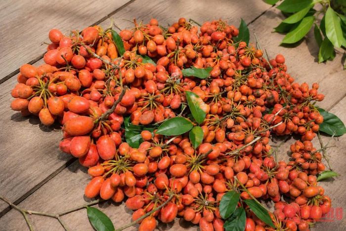 Những chùm mác nồm mò chín mang hương vị đặc trưng của núi rừng.